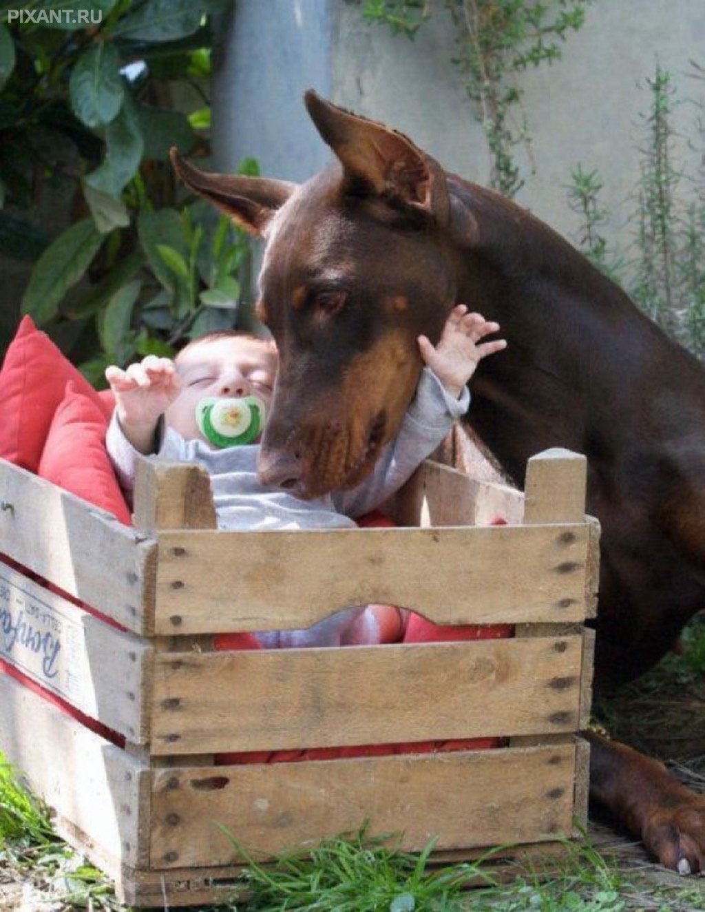 Фото Грудные дети и собаки (подборка из 35 фото) из раздела  /