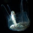 Фото Зачем некоторым животным нужен супер-яд? (15 фото) из раздела /