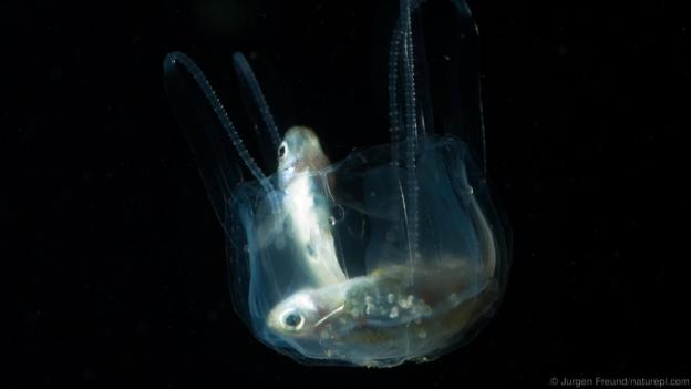 Фото Зачем некоторым животным нужен супер-яд? (15 фото) из раздела  /