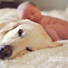 Фото Грудные дети и собаки (подборка из 35 фото) из раздела  /