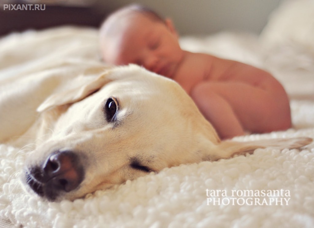 Фото Грудные дети и собаки (подборка из 35 фото) из раздела  /