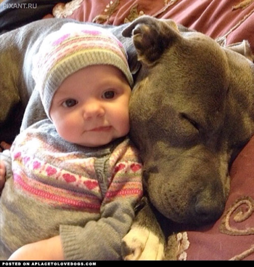 Фото Грудные дети и собаки (подборка из 35 фото) из раздела  /
