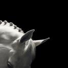 Фото Тим Флеч: креативные фотографии лошадей (30 фото) из раздела  /