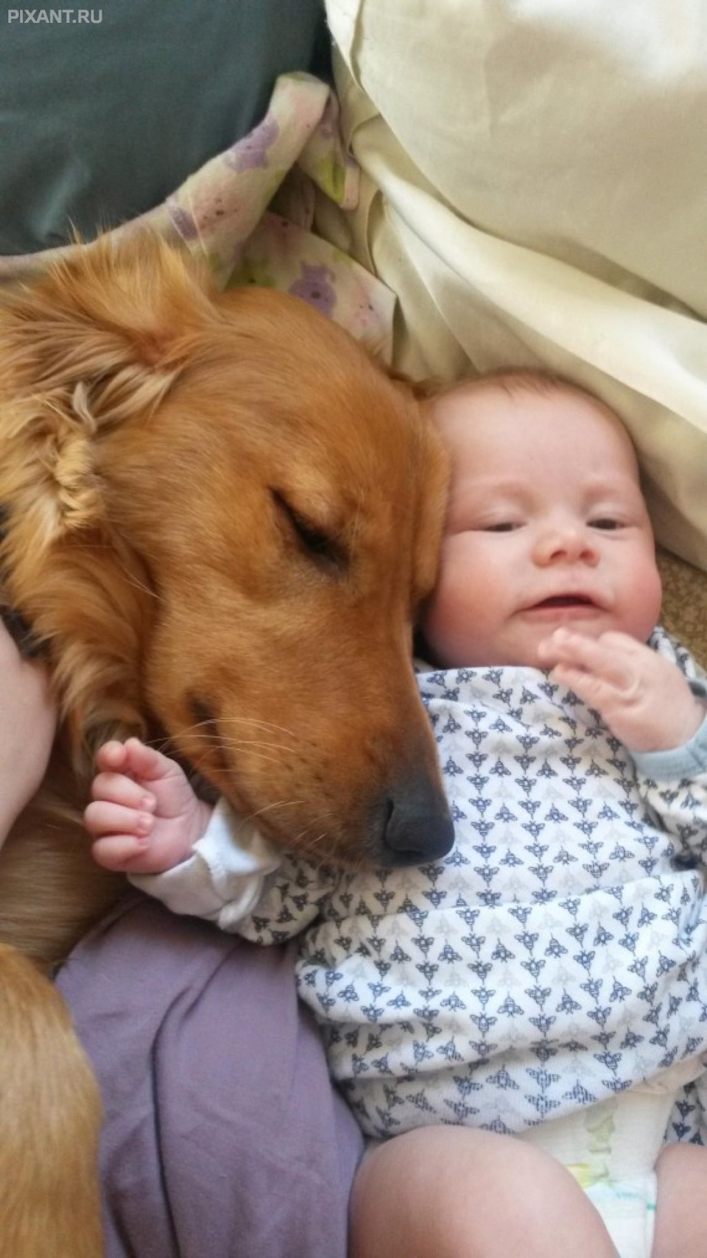 Фото Грудные дети и собаки (подборка из 35 фото) из раздела  /