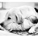 Фото Грудные дети и собаки (подборка из 35 фото) из раздела  /