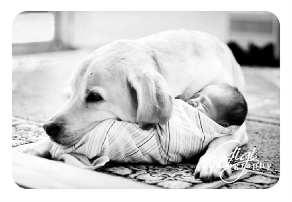 Фото Грудные дети и собаки (подборка из 35 фото) из раздела  /