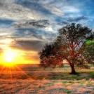 Дерево на закате. HDR пейзаж