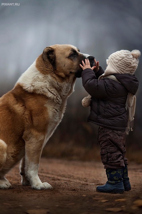 Дети и собаки: лицом к лицу (чудесная подборка из %%items%% милых фото)