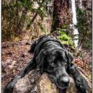 Фото Черный пес из раздела  /