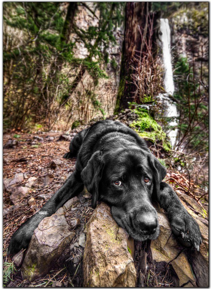 Фото Черный пес из раздела  /