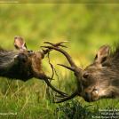 Фото Схватка оленей из раздела  /