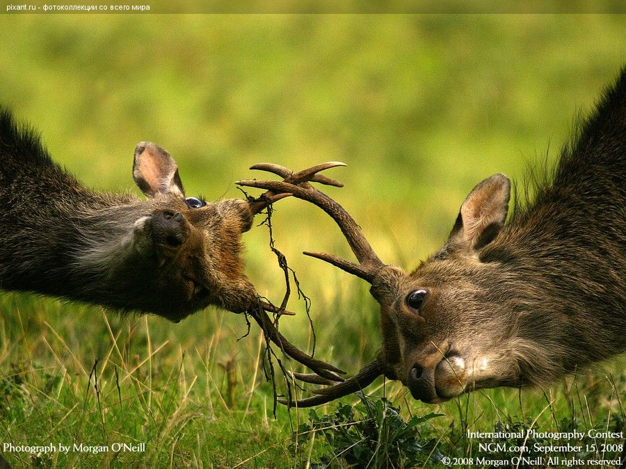 Фото Схватка оленей из раздела  /