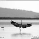 Фото Аист из раздела  /