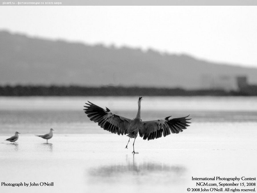 Фото Аист из раздела  /