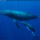 Фото Киты: мама с детенышем из раздела  /