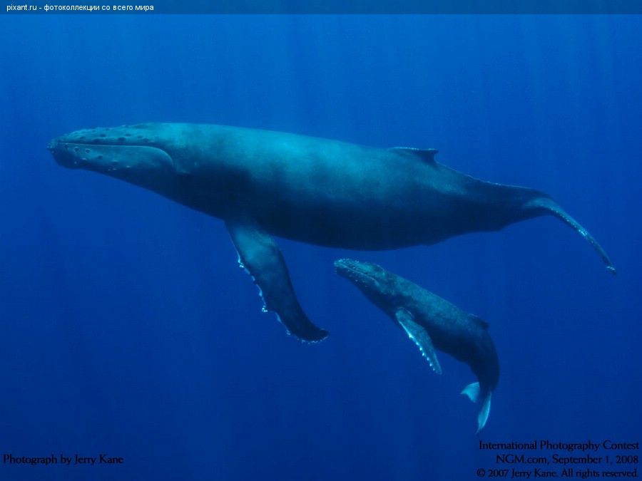 Фото Киты: мама с детенышем из раздела  /