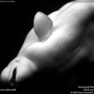 Фото Белый кит из раздела  /