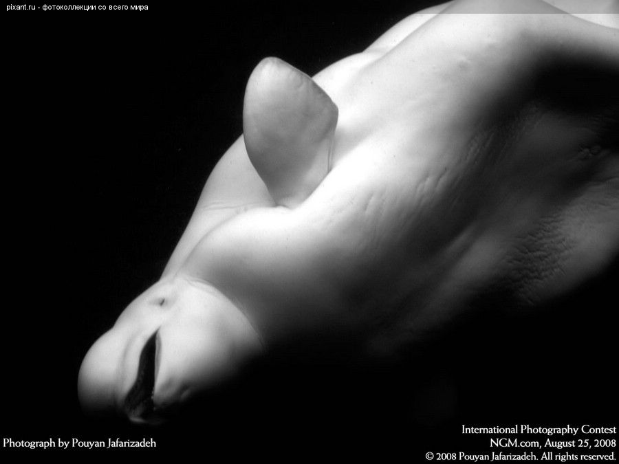 Фото Белый кит из раздела  /