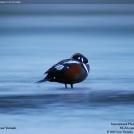 Фото Птица с красивым окрасом из раздела  /