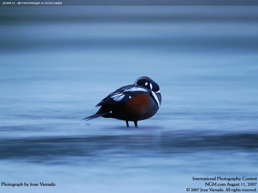 Фото Птица с красивым окрасом из раздела  /