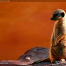 Фото Сурикат из раздела  /