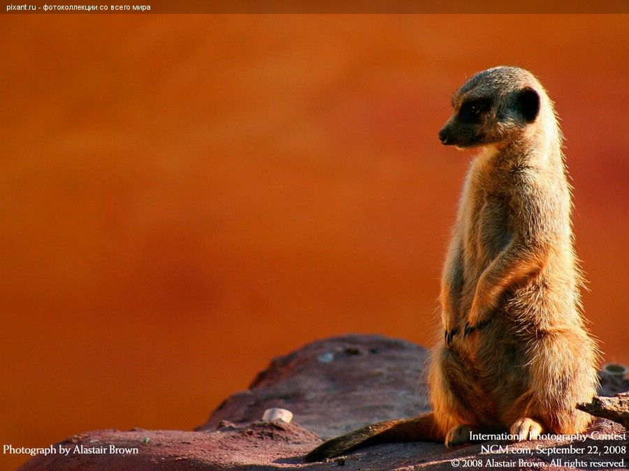 Фото Сурикат из раздела  /