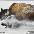 Фото Бизон в снегу из раздела  /