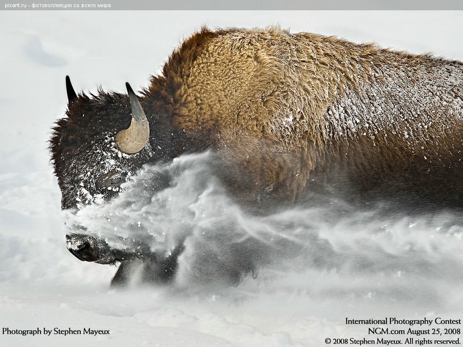 Фото Бизон в снегу из раздела  /