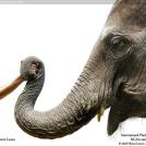 Фото Дружба слона и человека из раздела  /