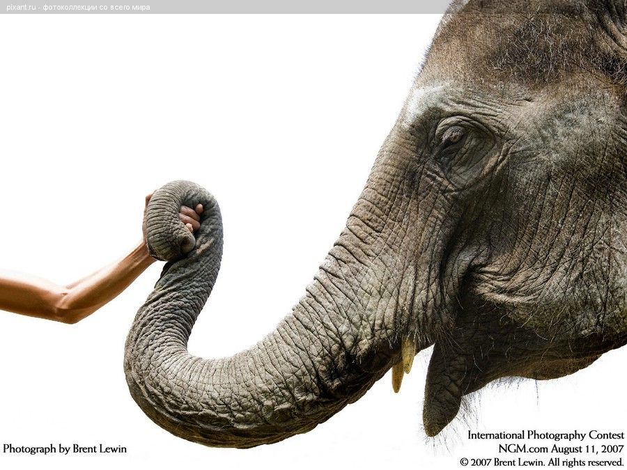 Фото Дружба слона и человека из раздела  /