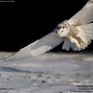 Фото Белая сова из раздела  /