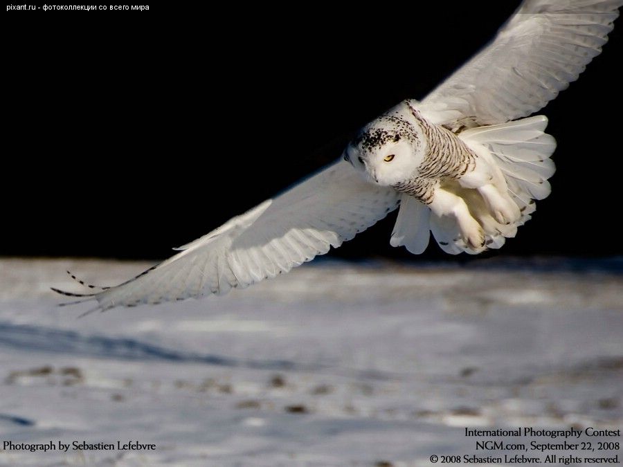 Фото Белая сова из раздела  /