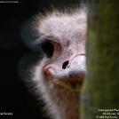 Фото Страус выглядывает из-за угла из раздела  /