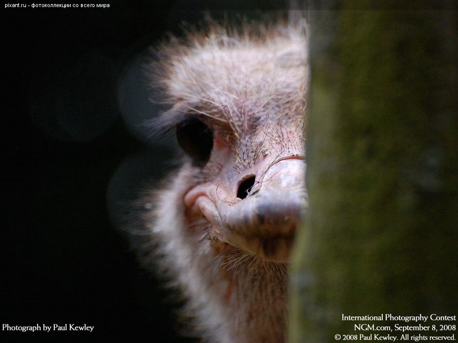 Фото Страус выглядывает из-за угла из раздела  /
