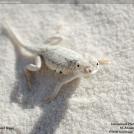 Фото Геккон из раздела  /