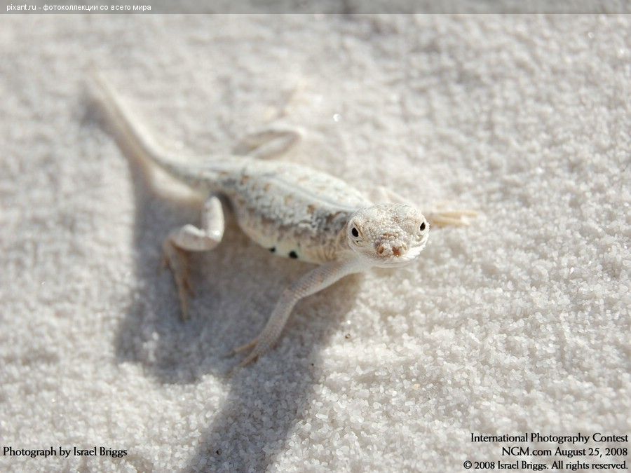 Фото Геккон из раздела  /