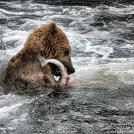 Фото Гризли загрыз лосося. Удачная рыбалка из раздела  /