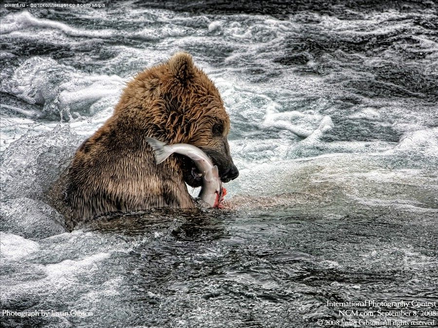 Фото Гризли загрыз лосося. Удачная рыбалка из раздела  /