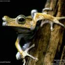 Фото Маленькая лягушка на стволе дерева из раздела  /