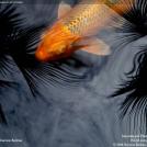 Фото Золотая рыбка из раздела  /