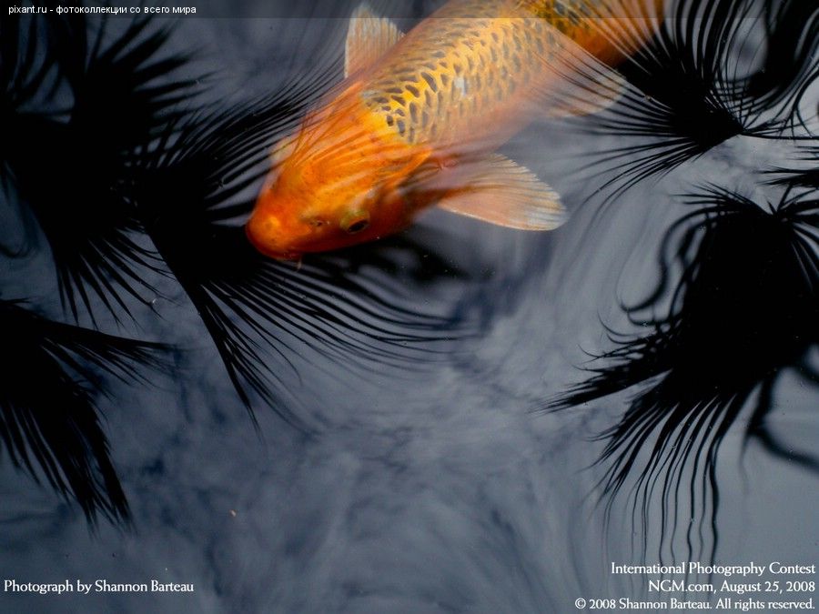 Фото Золотая рыбка из раздела  /