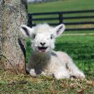 Фото Улыбающаяся овечка из раздела  /