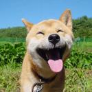 Фото Улыбающийся рыжий пес из раздела  /