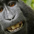 Фото Довольная обезьяна из раздела  /