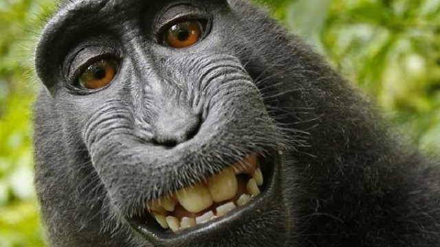 Фото Довольная обезьяна из раздела /