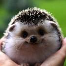 Фото Улыбка ёжика из раздела  /