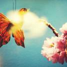 Фото Бабочка из раздела  /