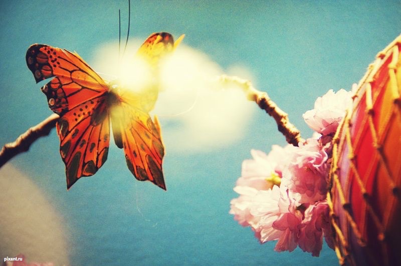 Фото Бабочка из раздела  /