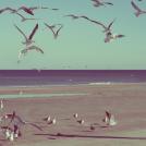 Фото Море, чайки, девушка из раздела  /