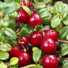 Фото Клюква из раздела  /